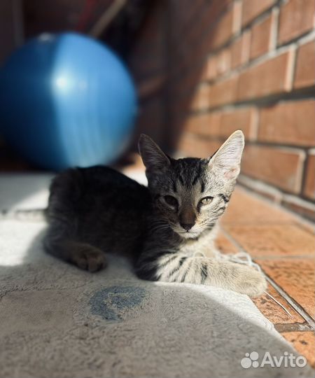 Котята в добрые руки приучены к лотку