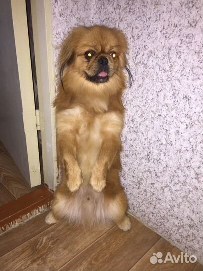 Вязка пекинес