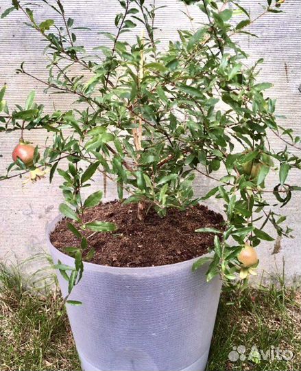 Семена карликового граната/Гранат карликовый/5шт