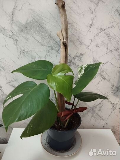 Монстера вариегатная альба