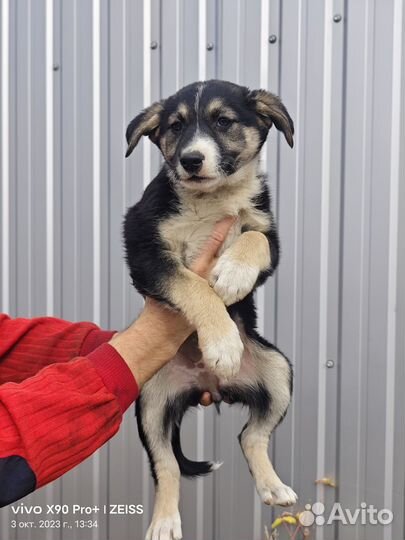 Собака щенок девочка в поисках семьи