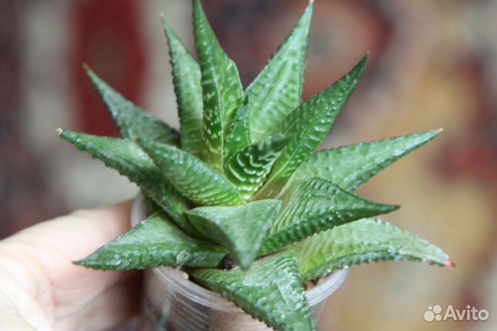 Суккуленты