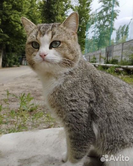 Кот в добрые руки