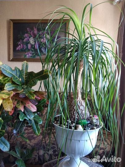 Бокарнея нолина 80 см