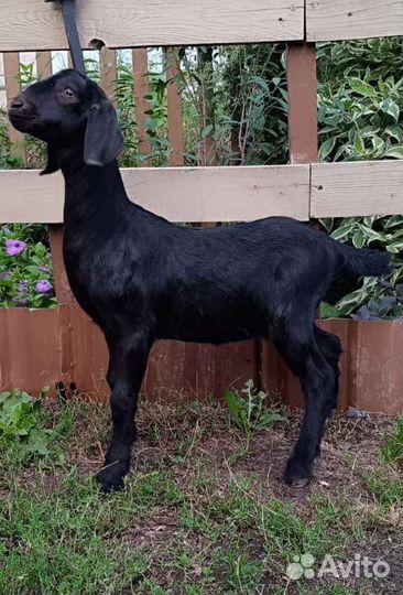 Англо Нубийская козочка