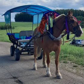 Продам вагончик для коня