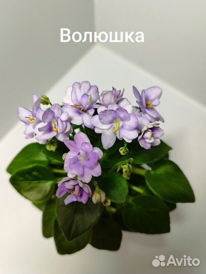 Мини фиалочки