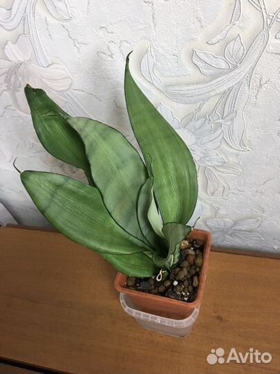 Сансевиерия детки