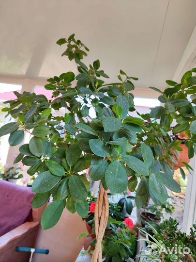 Комнатные цветы фикус