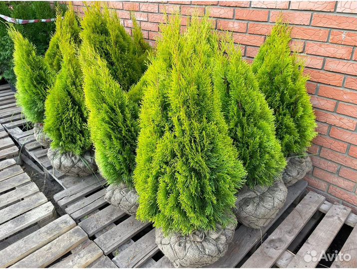 Туя колумна для живой изгороди