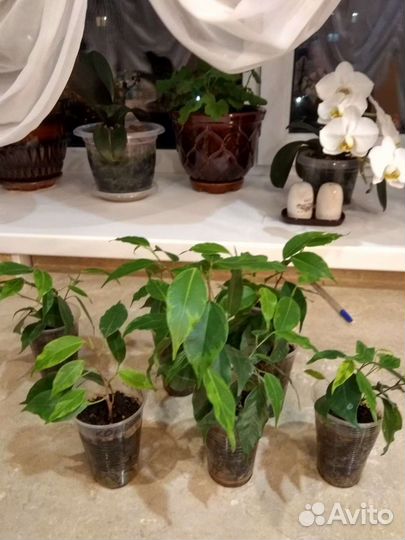 Фикус бенджамина