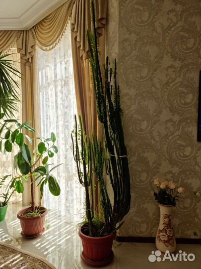 Кактус молочай