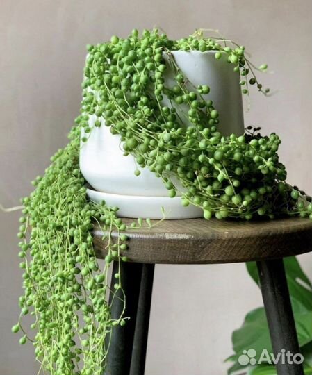 Крестовник Сенецио Роули