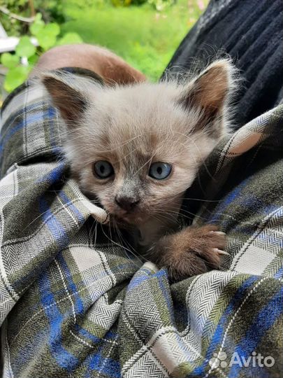 Котята просто песня