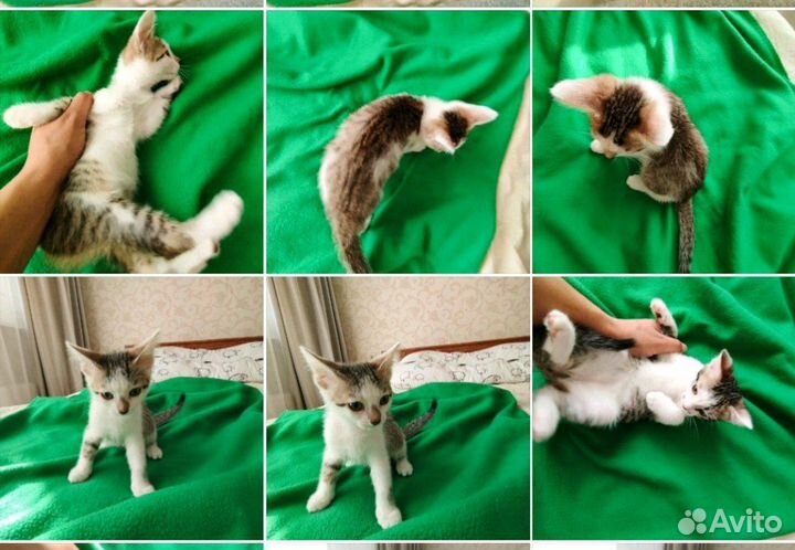 Котёнки из семьи