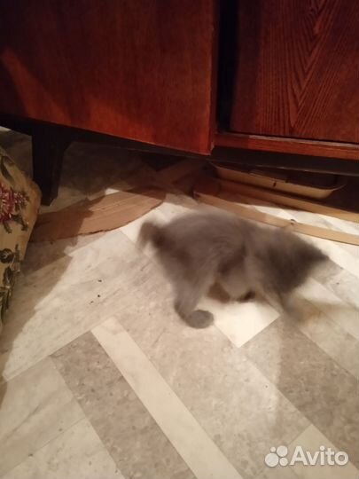 Котенок бесплатно