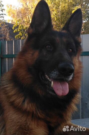 Кобель для вязки вео (немецкой) овчарки