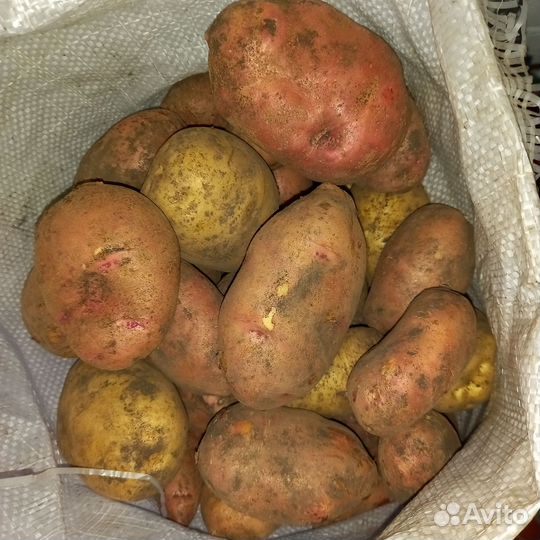 Картофель деревенский свежий урожай