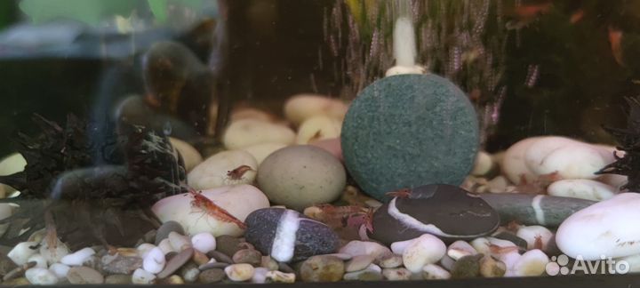 Продам креветок