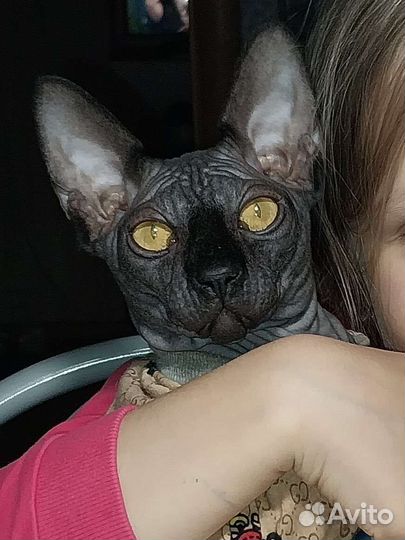 Канадский кот вязка