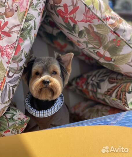 Йоркширский терьер вязка