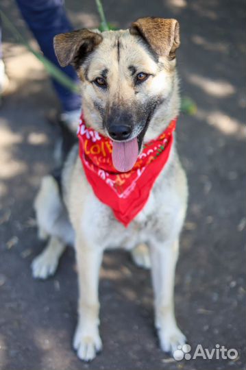 Молодая и добрая собака в поисках дома. Приют