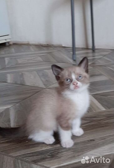 Котята