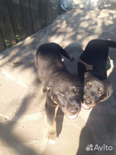 Охотничьи щенки