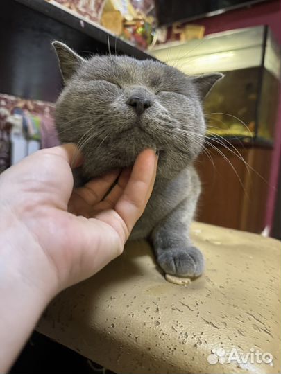 Кошк на вязку