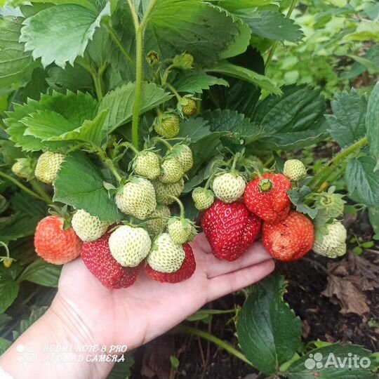 Рассада клубники