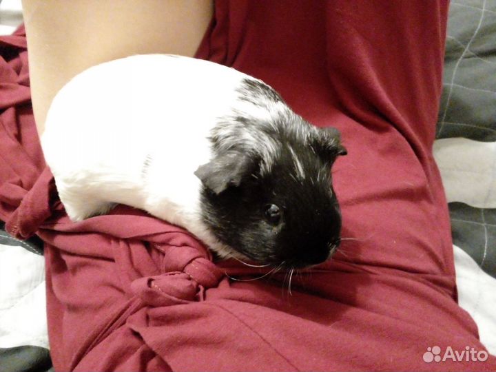 Морская свинка самочка