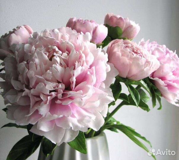 Пионы рассада, саженцы