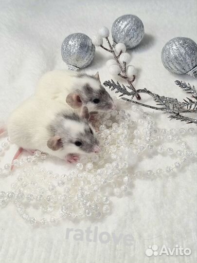 Крысята дамбо мальчики малыши