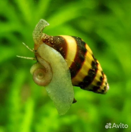 Анубиас, аквариумы и всё для аквариума