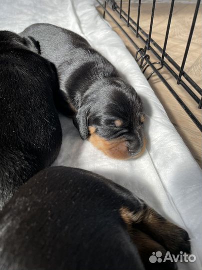 Щенки таксы