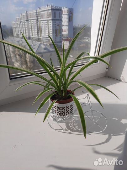 Хлорофитум