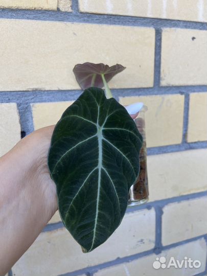 Алоказия блэк вельвет