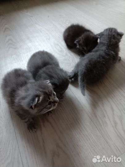 Котята в дар