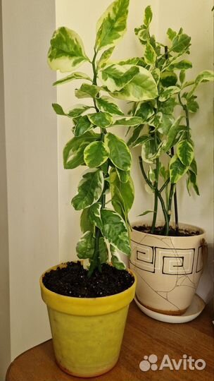 Педилантус