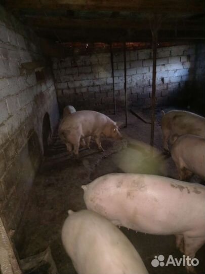 Поросята