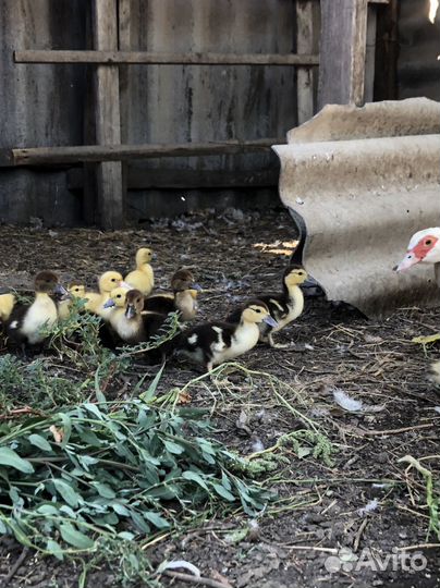 Мускусные утки