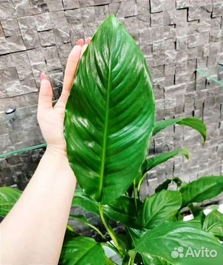 Спатифиллум Свит Лауретта (Женское счастье)