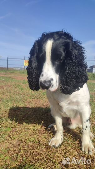 Русский спаниель вязка