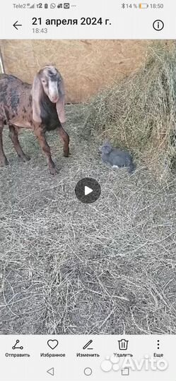 Козлы камори