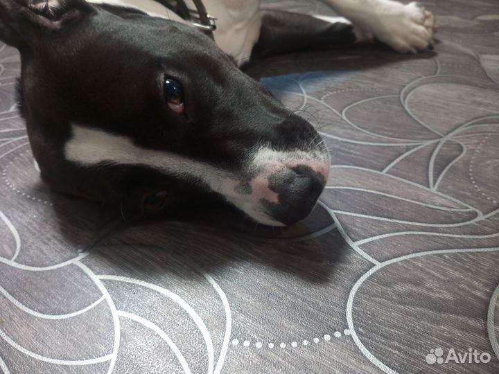 Щенки питбуля