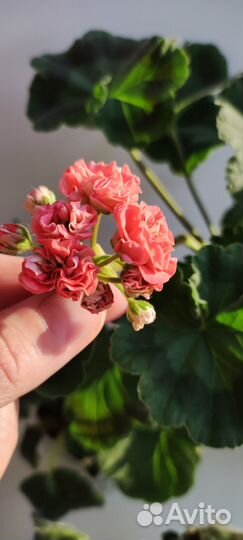 Пеларгонии сортовые