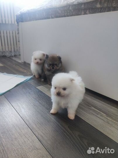 Щенки шпица