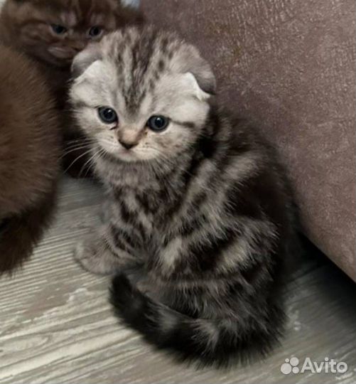 Шотландская вислоухая кошка