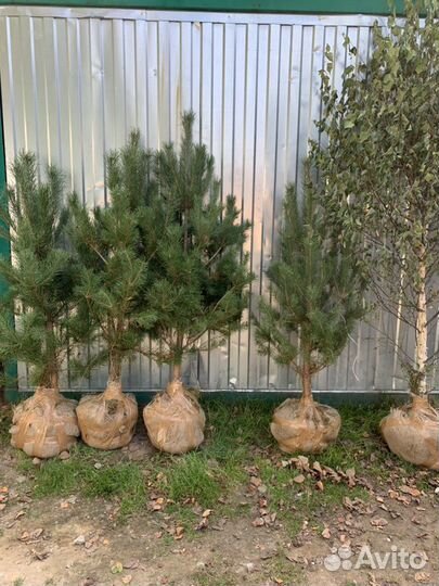 Продажа саженцев деревьев сосна, елка