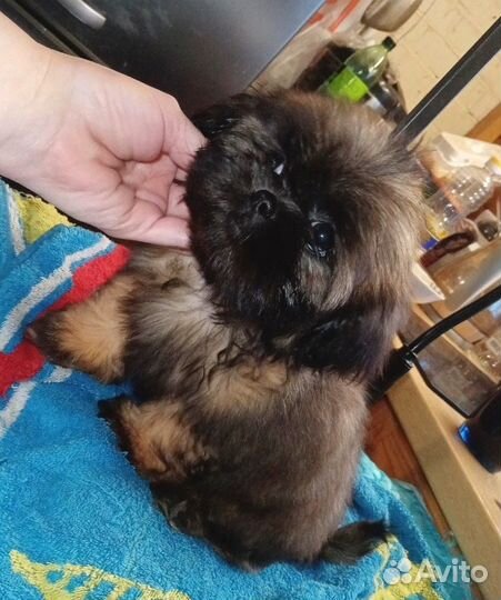 Маленькая ши-тцу